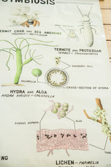 Vintage 1960s science chart detail showing lichen, fungus hyphae, and alga diagrams.