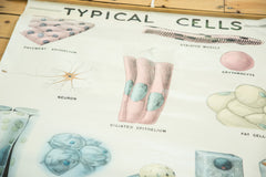 Vintage Classroom Pull Down Science Chart of Typical Cells // ONH Item 2014 Image 1