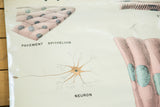 Pavement epithelium and neuron diagrams on an aged vintage science chart.