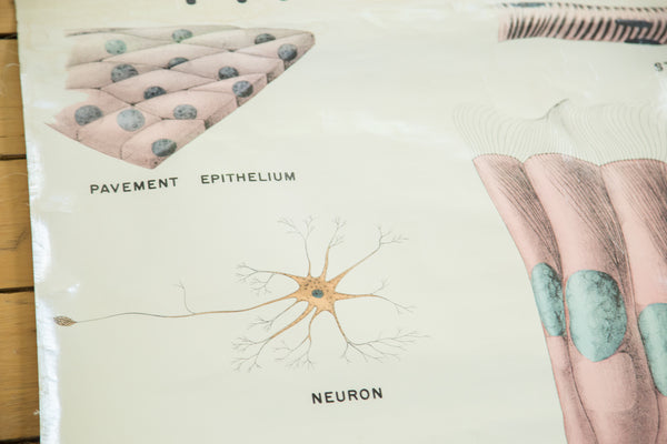 Vintage Classroom Pull Down Science Chart of Typical Cells // ONH Item 2014 Image 3
