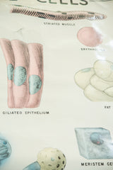 Close-up of striated muscle, ciliated epithelium, and fat cells on the creased vintage chart.