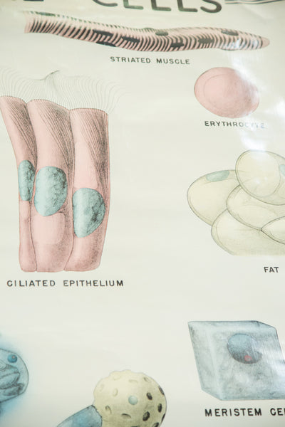 Vintage Classroom Pull Down Science Chart of Typical Cells // ONH Item 2014 Image 4