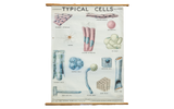 Vintage mid century pull-down science chart of typical cells on creased canvas, 42x50.