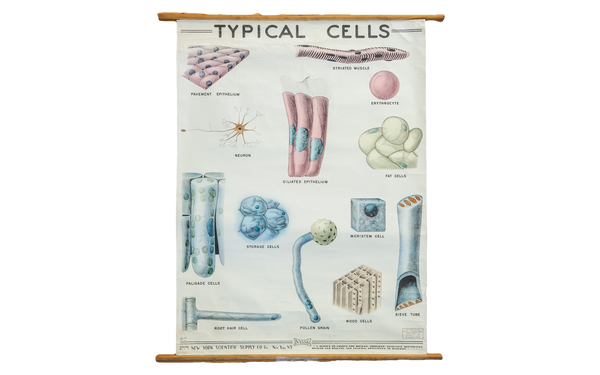 Vintage Classroom Pull Down Science Chart of Typical Cells // ONH Item 2014