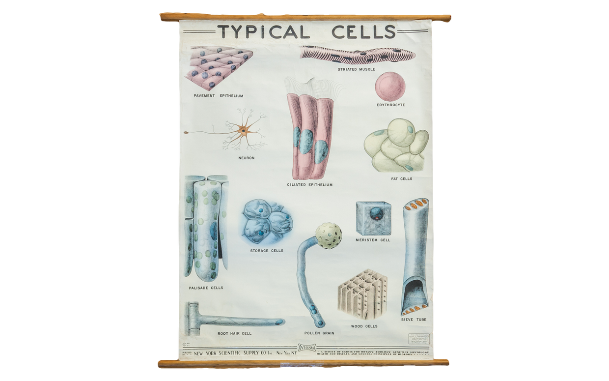 Vintage Classroom Pull Down Science Chart of Typical Cells // ONH Item 2014