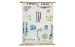 Vintage Classroom Pull Down Science Chart of Typical Cells // ONH Item 2014