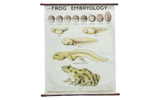Vintage 1960s pull-down science chart with wooden dowels showing frog embryology stages.