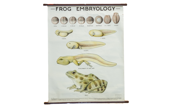 Vintage Classroom Pull Down Science Chart of Frog Embryology // ONH Item 2015