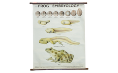 Vintage Classroom Pull Down Science Chart of Frog Embryology // ONH Item 2015