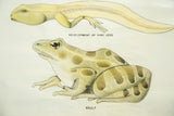 Vintage classroom chart close-up: tadpole developing hind legs and adult frog.