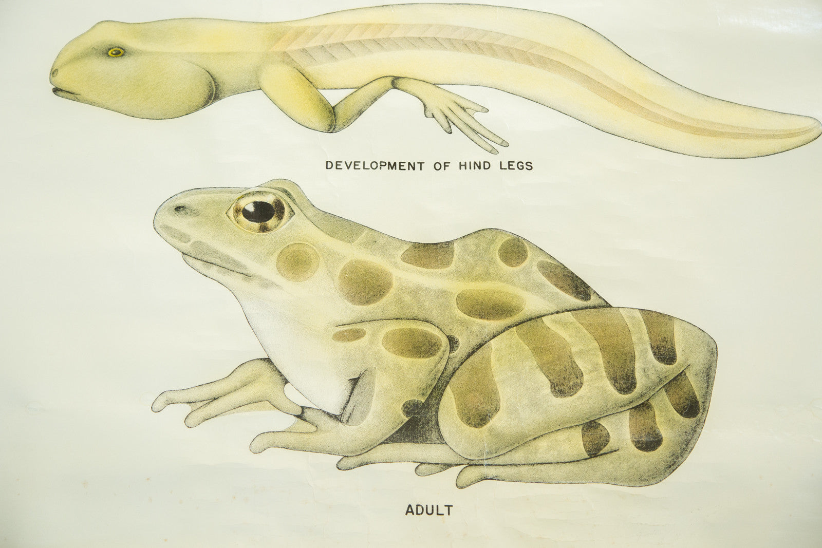 Vintage Classroom Pull Down Science Chart of Frog Embryology // ONH Item 2015 Image 1