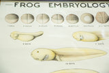 Vintage frog embryology chart illustrating cell division and early tadpole development.