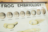 Detail of vintage frog embryology chart, showing early cellular development and 7-day tadpole.