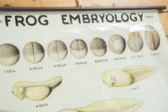 Vintage Classroom Pull Down Science Chart of Frog Embryology // ONH Item 2015 Image 5