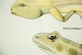 Close-up of pale green frog heads on the vintage development embryology chart.