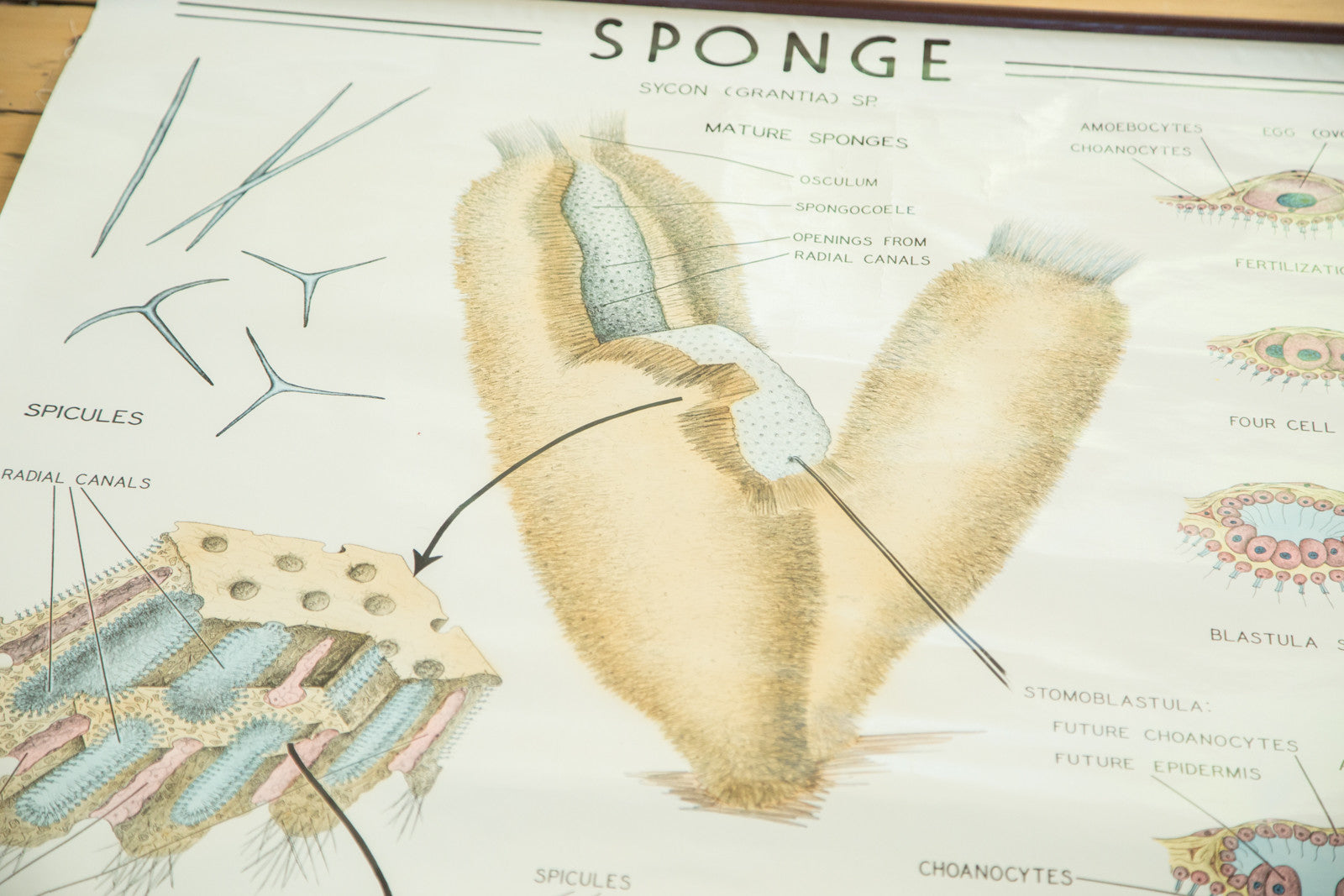 Vintage Biology Pull Down Chart of Sponge Grantia // ONH Item 2016 Image 1