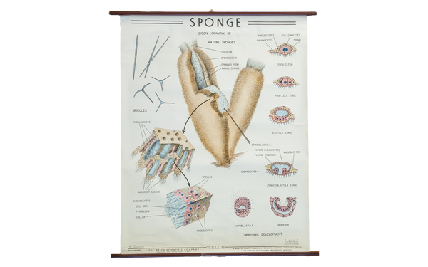 Vintage Biology Pull Down Chart of Sponge Grantia // ONH Item 2016