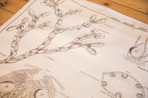 Detailed illustrations and labels on the vintage Jurica Biology Series chart of Brown Algae.