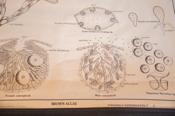 Vintage chart's detailed monochrome drawings of Brown Algae reproductive structures.
