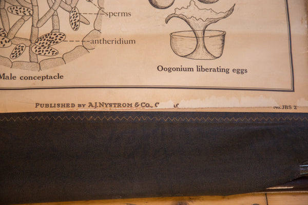 Detail of the A.J. Nystrom publisher's mark and aged paper on the vintage biology chart.