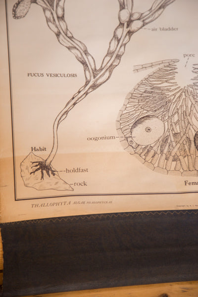 Scientific classification text and holdfast illustration on an early 20th-century biology chart.