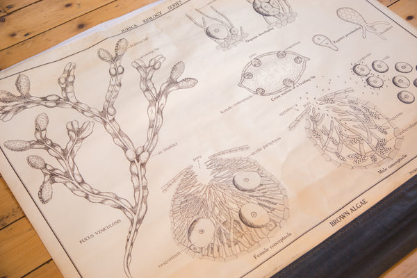 Intricate biological diagrams of Brown Algae on an early 20th-century pull-down school chart.