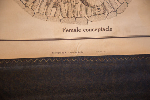 Copyright mark for A. J. Nystrom & Co. on the vintage pull-down biology chart.