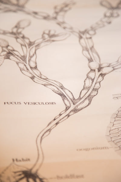 Detailed scientific drawing of Fucus vesiculosis on a vintage pull-down school chart.
