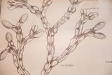 Detailed ink drawing on a vintage chart showing the labeled 'air bladder' and 'growing tip'.