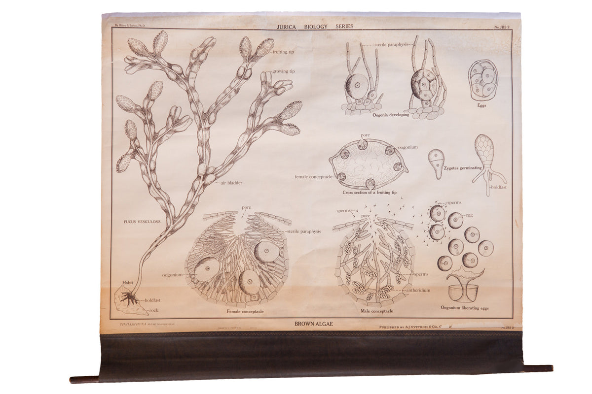 Vintage pull-down biology chart of Brown Algae with detailed monochrome scientific illustrations.