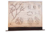 Vintage pull-down biology chart of Brown Algae with detailed monochrome scientific illustrations.