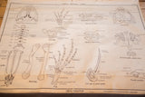 Vintage Jurica Biology Series chart featuring frog skull, vertebral column, and forelimb diagrams.