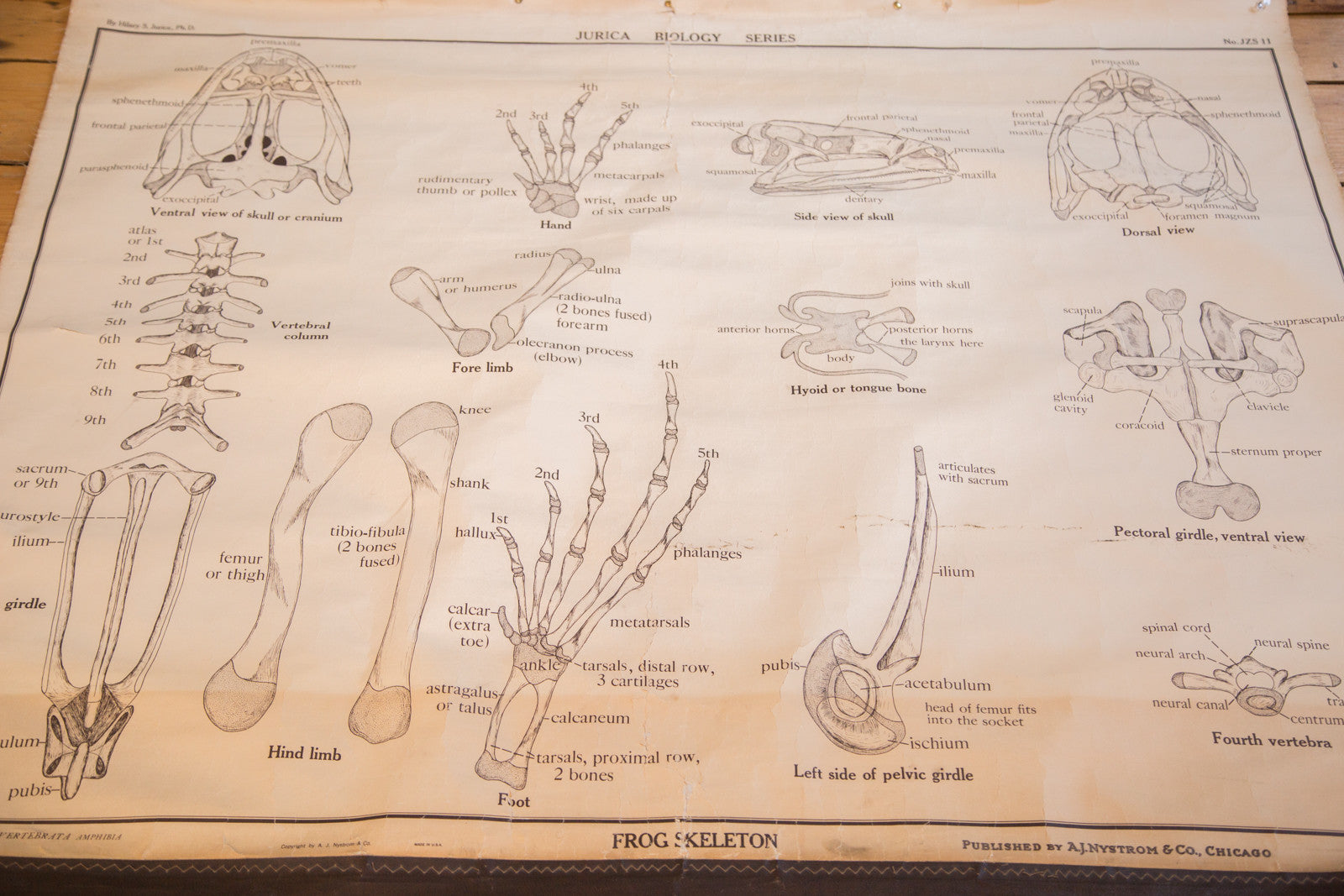 Early 20th Century Pull Down Chart of Frog Skeleton // ONH Item 2114 Image 1