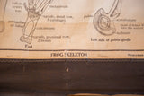 Close-up of early 20th century Frog Skeleton chart title, aged paper, and original stitched canvas backing.
