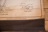 Vintage frog skeleton chart showing publisher info, vertebra illustration, and canvas backing.