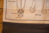 Scientific labels, Nystrom copyright, and original canvas backing on the vintage frog chart.
