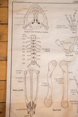 Vintage frog skeleton chart illustrating hind limb and pelvic girdle anatomy on aged canvas.