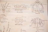 Frog anatomy chart detail: skull, hand, and hyoid bone scientific illustrations.