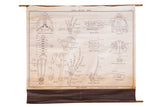 Circa 1920s Jurica Biology Series pull down chart, black and white frog skeleton diagrams.