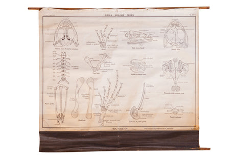 Early 20th Century Pull Down Chart of Frog Skeleton // ONH Item 2114