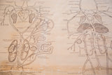 Hand-drawn depiction of frog heart, lungs, and main vessels on vintage biology chart.