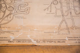 Vintage frog biology chart detail showing title text, browning, and paper peeling.