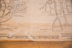 Early 20th Century Pull Down Chart of Frog Circulatory System // ONH Item 2115 Image 2