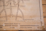 Aged lower section of vintage frog circulatory chart, 'Nystrom & Co.', and paper peeling.
