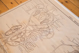 Detailed section of vintage frog circulatory chart, depicting kidney, spleen, and intestinal anatomy.