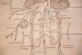 Detail of frog kidneys and abdominal vessels on the aged, browning science chart.
