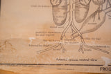 Close-up of vintage frog chart bottom with 
