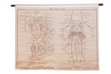 Early 20th century pull-down chart showing frog circulatory system, black drawings on aged cream.