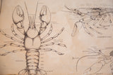 Close-up of rare 1920s Jurica Biology chart: detailed crayfish drawing on aged canvas.