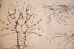 Early 20th Century Pull Down Chart of Lobster // ONH Item 2116 Image 1